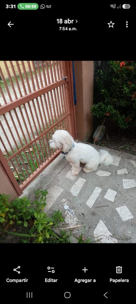Se busca a Puppy en Cole fesitranh
