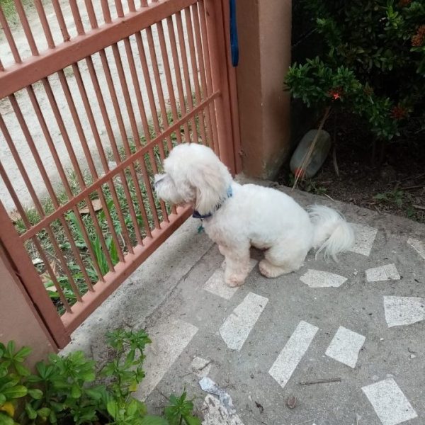 Se busca a Puppy en Cole fesitranh
