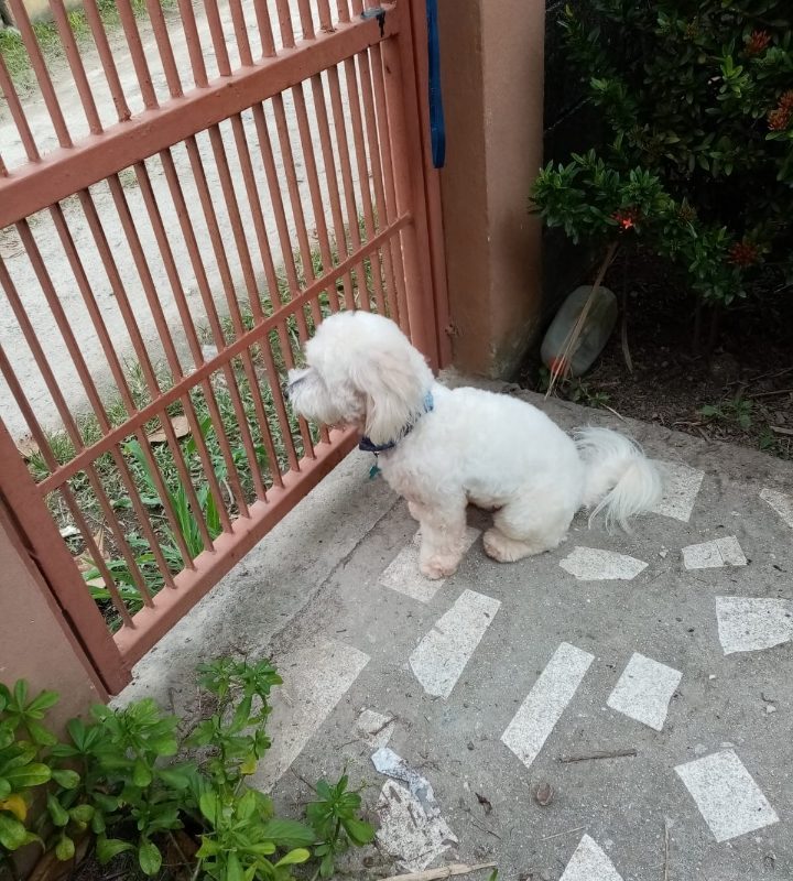 Se busca a Puppy en Cole fesitranh